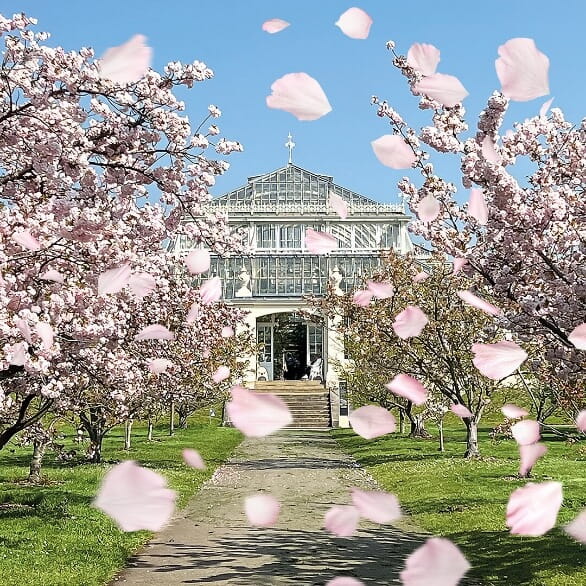 Pink blossom at Wakehurst